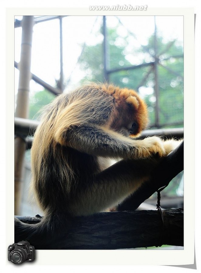 原来金丝猴还分好几种（一）孤独的川金丝猴和成双的黔金丝猴