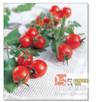 番茄种植技术 阳台如何种植西红柿 精