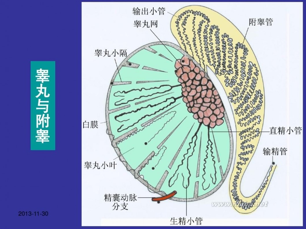 男性生殖保健 9男性生殖保健