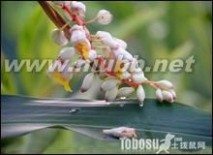 姜花 姜花的养殖方法 作用 姜花花语