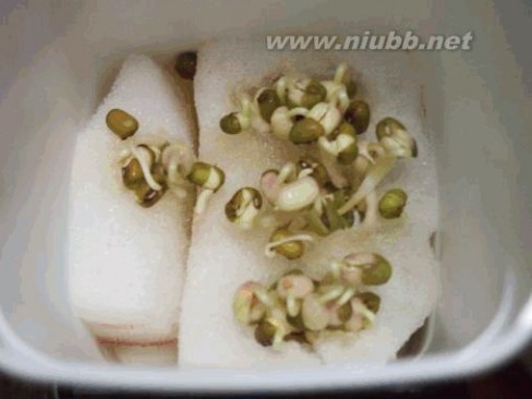 黄豆芽的生长过程 绿豆芽的成长过程