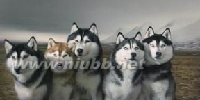 阿拉斯加雪橇犬：阿拉斯加雪橇犬-历史沿革，阿拉斯加雪橇犬-外形特征_阿拉斯加雪撬犬