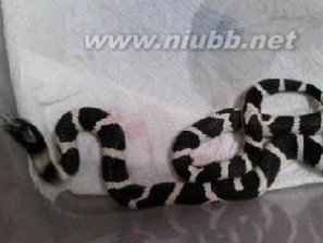 黑白王蛇：黑白王蛇-基本内容，黑白王蛇-生活习性_黑白王蛇