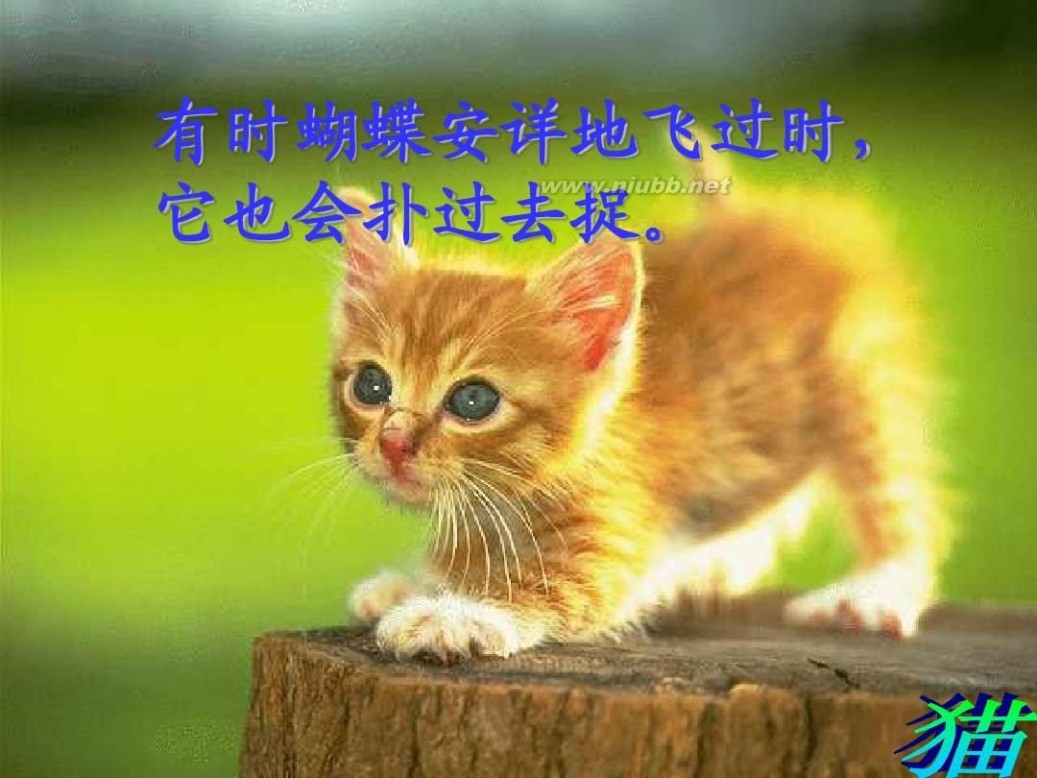 《猫》 《猫》课件