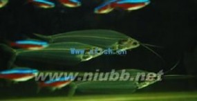 玻璃猫鱼：玻璃猫鱼-基本资料，玻璃猫鱼-外形特征_玻璃猫
