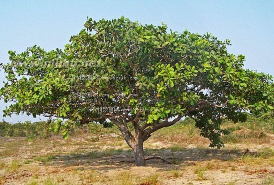 腰果树 腰果树生长习性，腰果树生长结果习性介绍