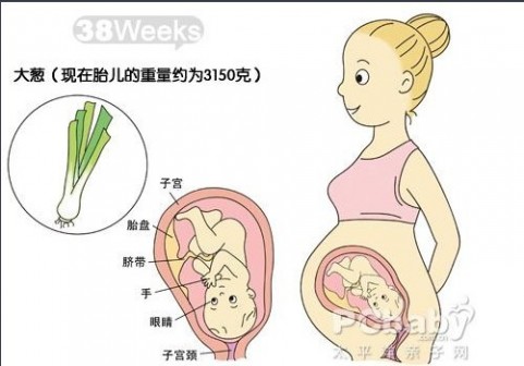 怀孕38周胎儿大小 【怀孕38周】怀孕38周胎儿图 胎动见红及注意事项