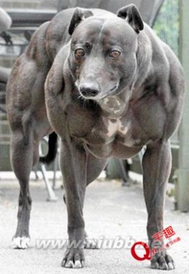 中国科学家成功改造出一种恐怖的「超级狗种」_超级狗