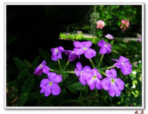 紫竹园走马观花图片