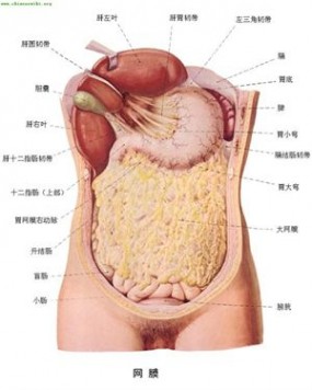 人体器官 人体器官分部彩图(大全)