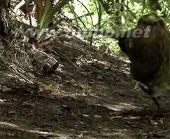 鸮鹦鹉 鸮鹦鹉 新西兰独有濒危鸟