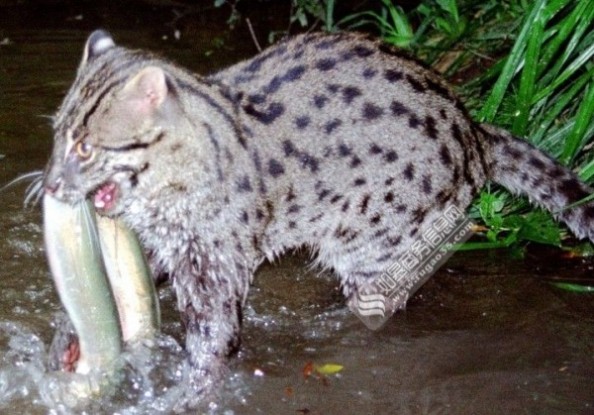 消失多年钓鱼猫现身柬埔寨 生性异常凶猛