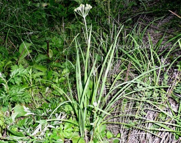 几种北方可以吃的野菜