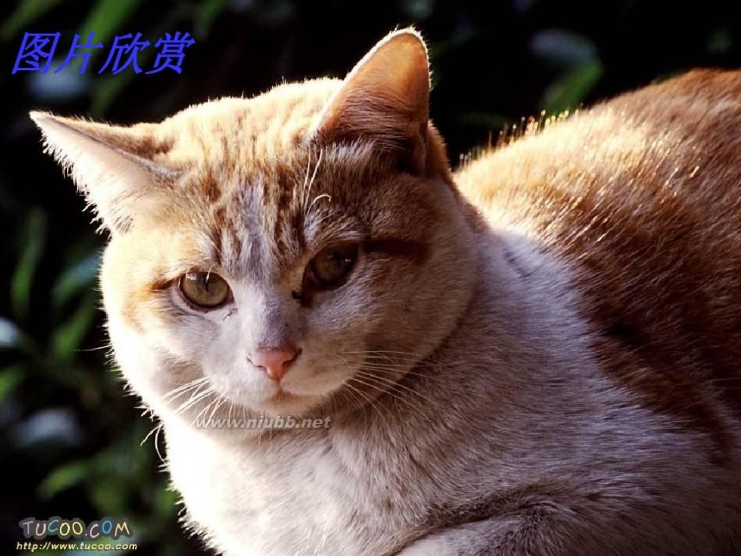 《猫》 《猫》课件