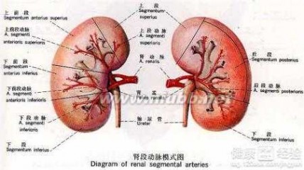 精液量少 男性不育精液量少是什么原因如何治疗