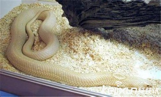 喜玛拉雅白头蛇 全球最恐怖的蟒蛇 非喜玛拉雅白头蛇莫属！