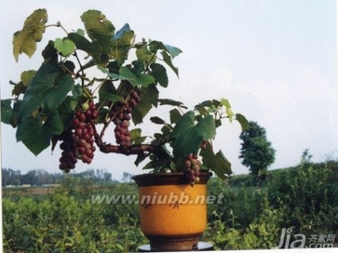 盆栽葡萄种植技术 怎么种植盆栽葡萄 盆栽葡萄种植技术介绍