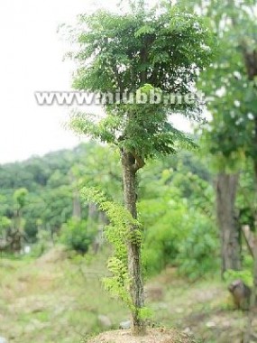海南黄花梨树苗的种植方法、形态特征、生长环境特征