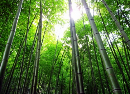 郑板桥关于竹子的诗 歌颂竹子的诗句