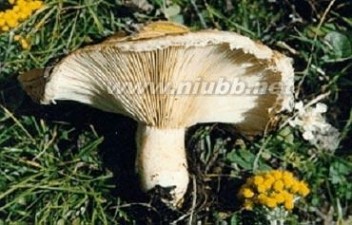 毒蘑菇图片 毒蘑菇图片及资料
