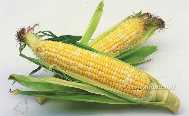 玉米价格走势 2015年5月25日全国玉米价格今日最新市场行情走势预测