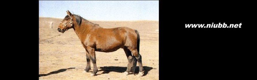 马的品种 中国马的品种