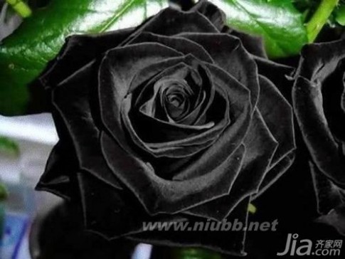 黑玫瑰图片 黑玫瑰图片欣赏 黑玫瑰花语大全