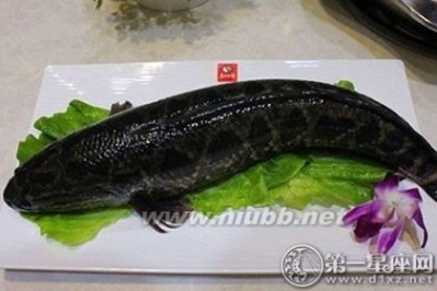 黑鱼的营养价值 常见食用鱼：黑鱼的营养价值