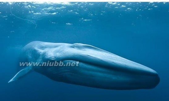 世界上最大的鲸鱼 世界上最大的动物：蓝鲸当之无愧的大力士