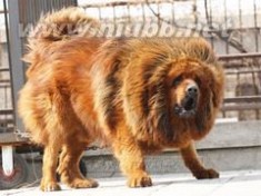 西藏獒犬：西藏獒犬-简介，西藏獒犬-来源_獒犬