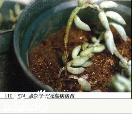  翡翠景天（Sedum morganianum）冠腐病的防治