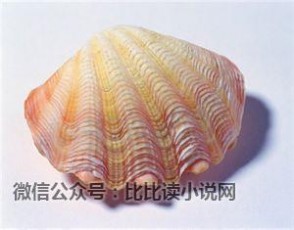 贝壳图片 漂亮的贝壳图片欣赏