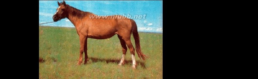 马的品种 中国马的品种