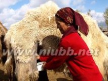骆驼奶 骆驼奶：骆驼奶-主要产区，骆驼奶-骆驼奶成分
