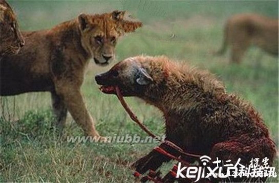 狮子大战鬣狗 实拍狮子协助老虎大战鬣狗谁是最后的王者?震惊了!