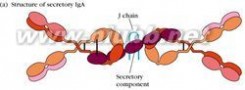 球蛋白：球蛋白-来源，球蛋白-原因_球蛋白正常值