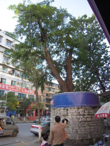 高大的皂荚树