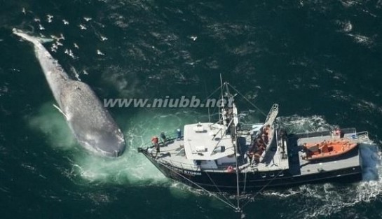 世界上最大的鲸鱼 世界上最大的动物：蓝鲸当之无愧的大力士
