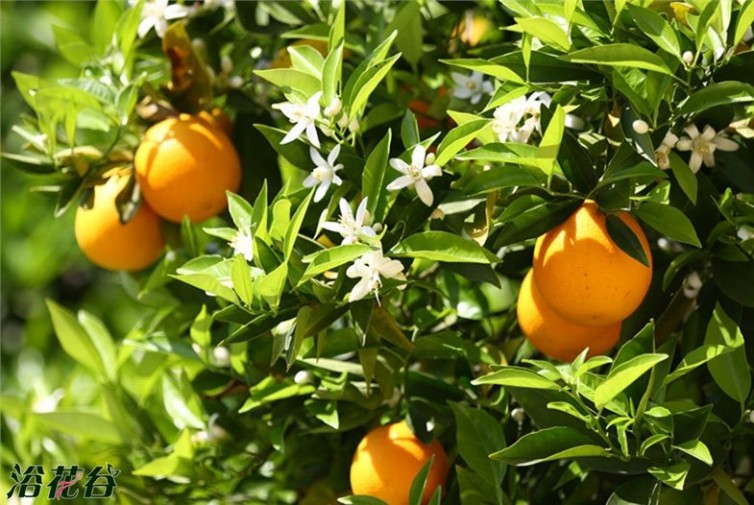 橙树 橙树图片