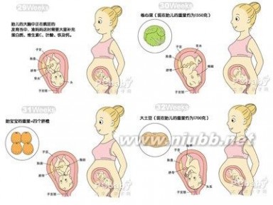 怀孕八个月男胎儿图 怀孕8个月胎儿发育过程图