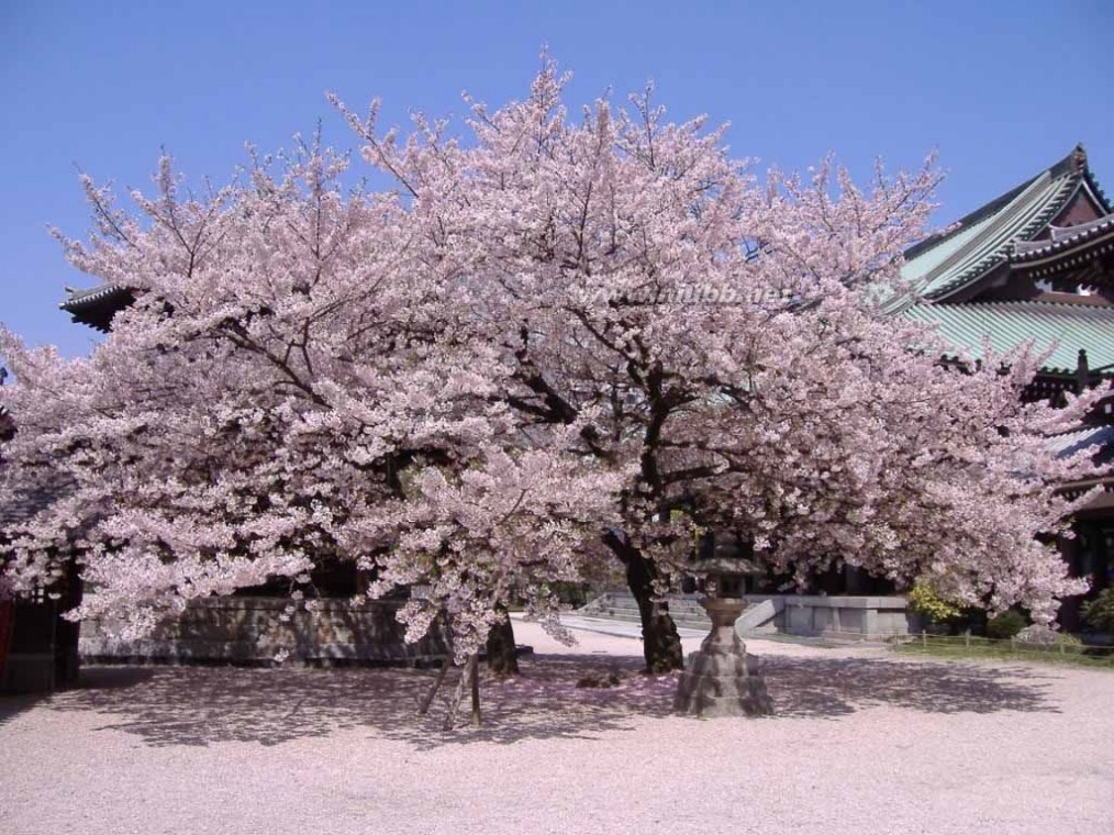 福冈旅游 日本著名旅游名城福冈等必去的旅游景点