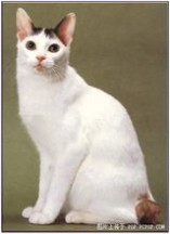 日本短尾猫：日本短尾猫-外形特征，日本短尾猫-生活习性_短尾猫