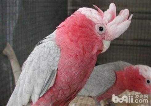 粉红凤头鹦鹉 粉红凤头鹦鹉,粉红凤头鹦鹉价格、粉红凤头鹦鹉多少钱一只、粉红凤头鹦鹉好养吗