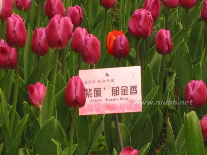 观赏北京植物园郁金香花展有感