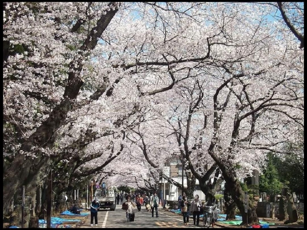日本樱花图片 日本最美樱花摄影图片精选