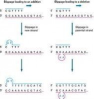遗传学：遗传学-基本内容，遗传学-遗传过程_遗传学