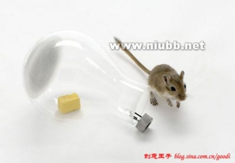捕鼠的好方法 最具创意的温柔捕鼠方法