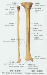 骨膜炎：骨膜炎-器官概述，骨膜炎-病因病理_跟骨骨膜炎