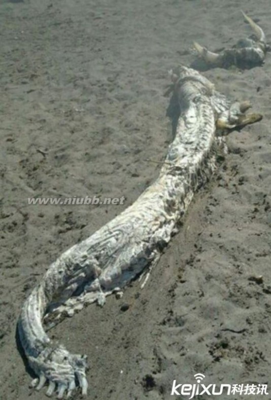 广东海怪 曝！全世界五大海滩怪兽 广东海滩发现17米巨怪