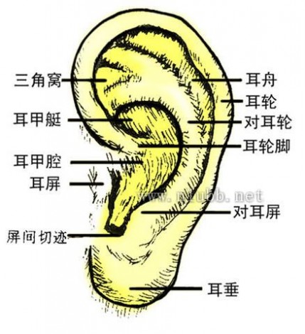 耳朵穴位图 耳朵解剖图 耳朵穴位图